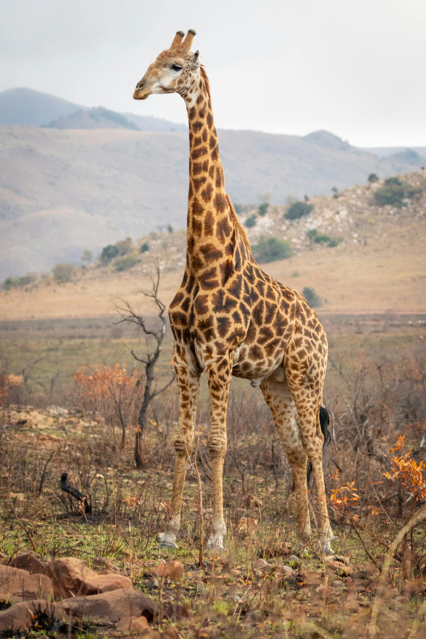 World Giraffe Day